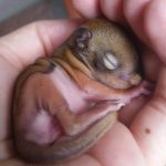 bébé écureuil, SOS Miss Dolittle