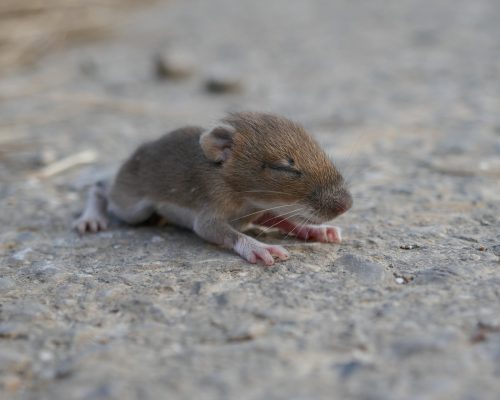 Piege a rat musqué - 1 entrée